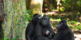 Specii de primate – Macacul negru (Macaca nigra)