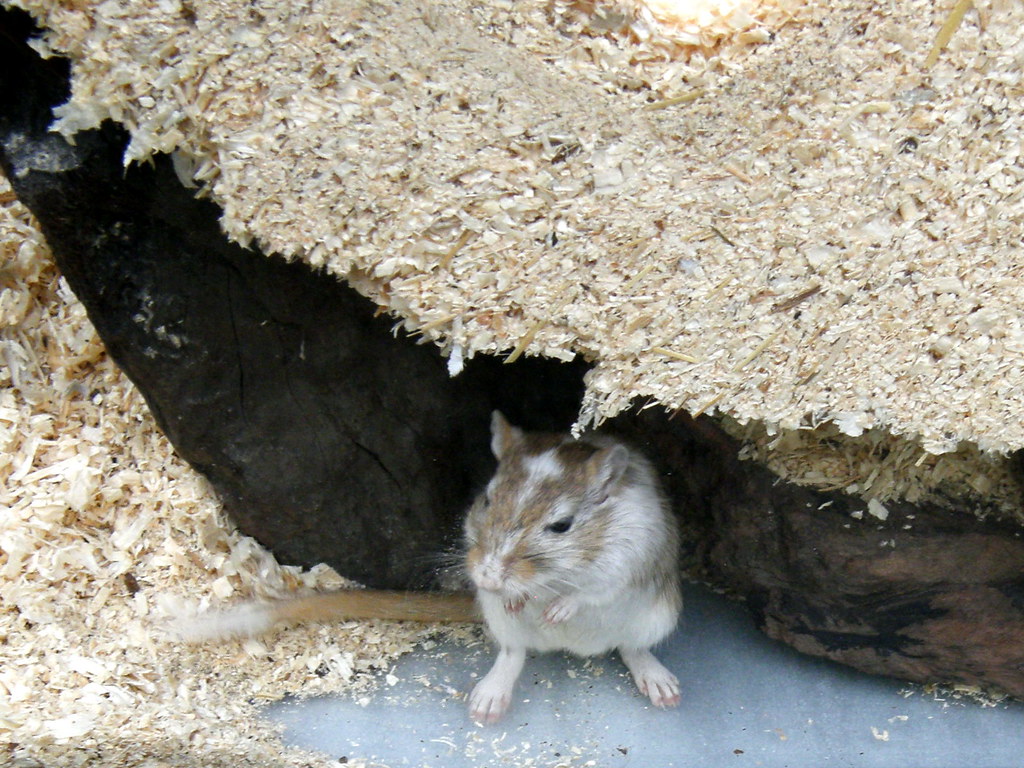 Specii de rozătoare – Gerbilul mongolez (Meriones unguiculatus), un animal vioi