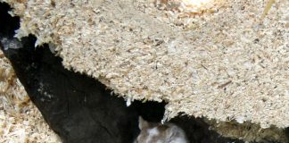 Specii de rozătoare – Gerbilul mongolez (Meriones unguiculatus), un animal vioi