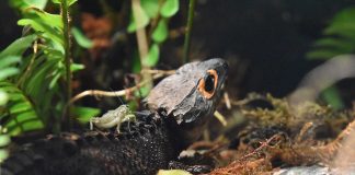 Specii de șopârle din Noua Guinee – Scincida-crocodil (Tribolonotus gracilis)