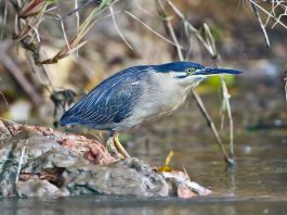 Starcul cu spinarea verde (Butorides striatus), o specie de talie medie