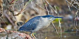 Starcul cu spinarea verde (Butorides striatus), o specie de talie medie