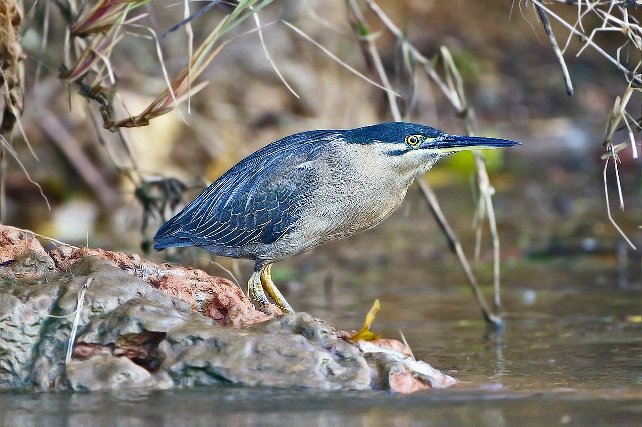 Starcul cu spinarea verde (Butorides striatus), o specie de talie medie