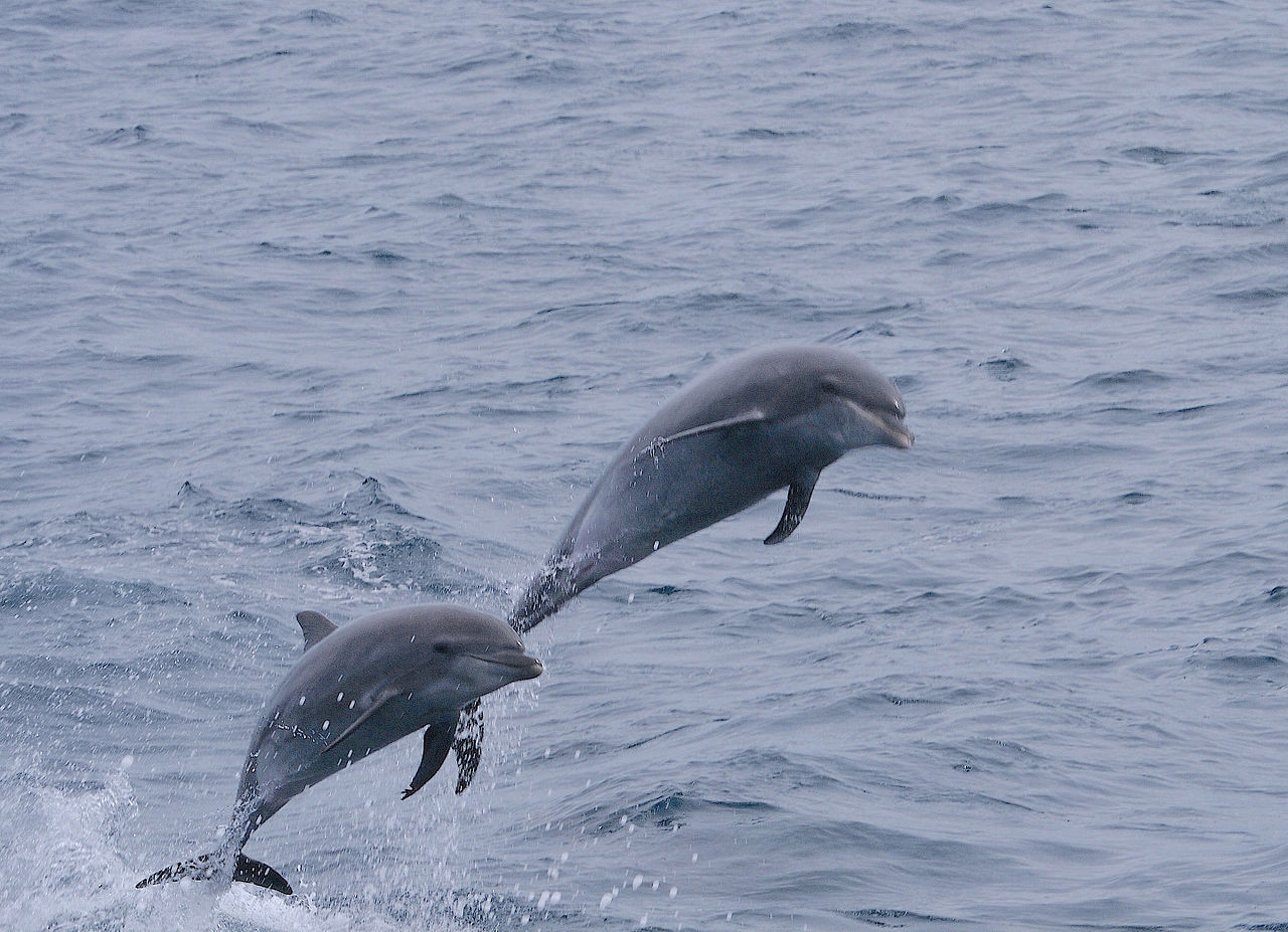 Tursiops truncatus