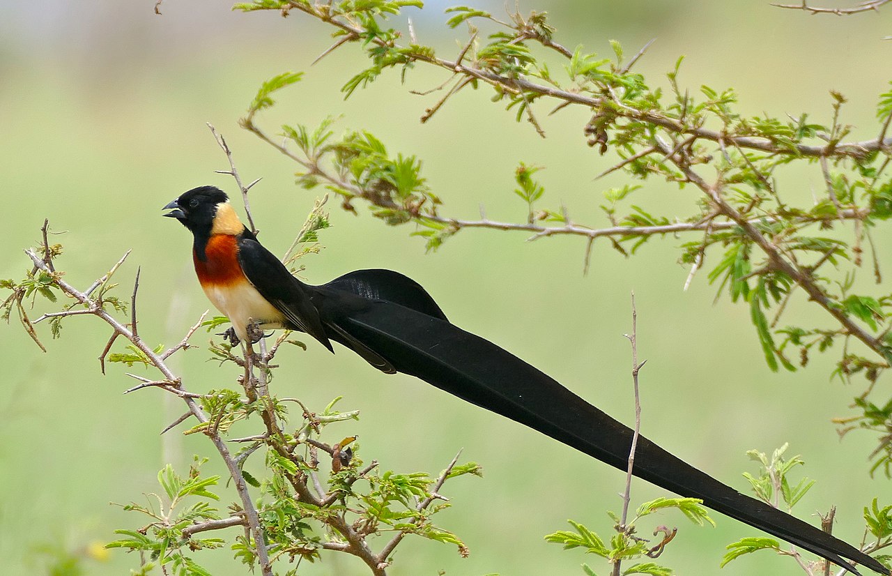 Vidua Paradisaea - Păsări-țesător ce este crescută și în captivitate