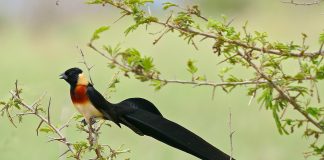 Vidua Paradisaea - Păsări-țesător ce este crescută și în captivitate