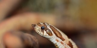 Șarpele occidental cu rât de porc (Heterodon nasicus)