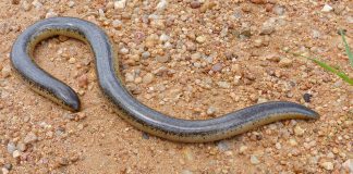 Șarpele orb al lui Schlegel (Rhinotyphlops schlegelii), cel mai mare șarpe orb
