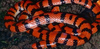 Șarpele-tub sud-american (Anilius scytale), specie de vizuină