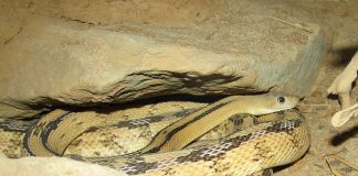 Șarpele-șobolan Trans-Pecos (Bogertophis subocularis), preferă zonele stâncoase
