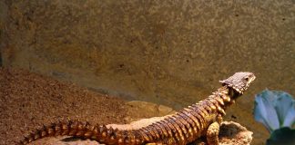 Șopârla cu centură uriașă (Cordylus giganteus) din sudul Africii