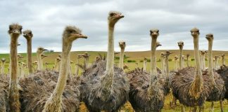 Ștruțul, vezi ce este interesant la această pasăre