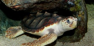 Țestoasa cu cap mare (Caretta caretta), o specie din regiunile tropicale