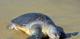 Țestoasa măslinie (Lepidochelys olivacea), cea mai mică țestoasă marină