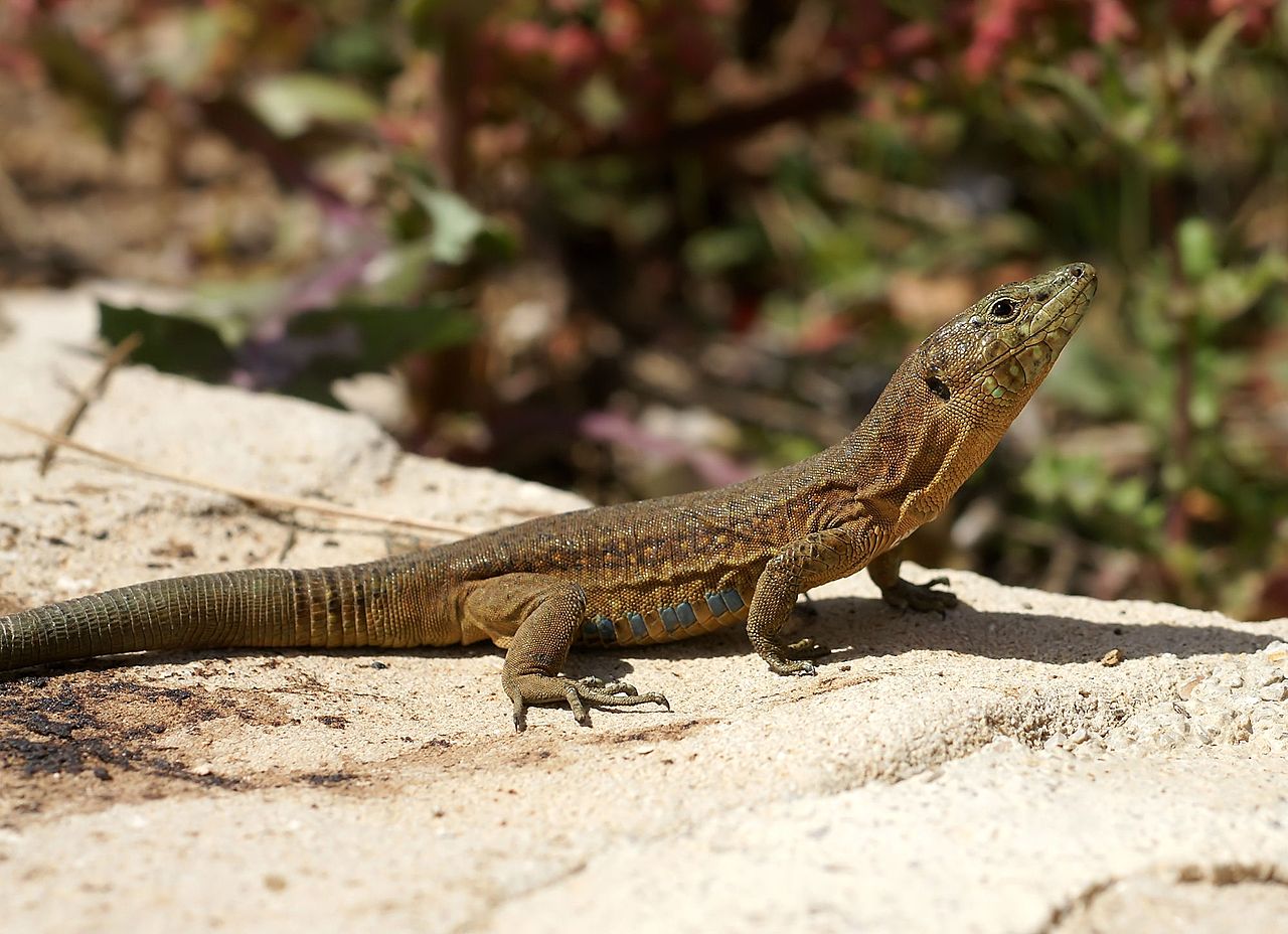 Șopârla lui Lilford (Podarcis lilfordi), specie din Insulele Baleare