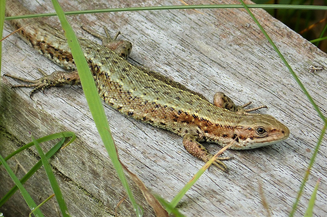 Șopârla vivipară (Lacerta vivipara), o specie comună în Europa