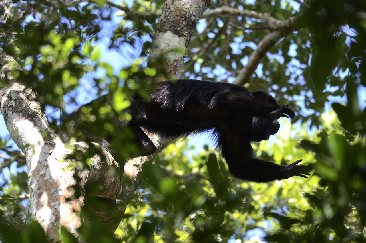 Alouatta pigra