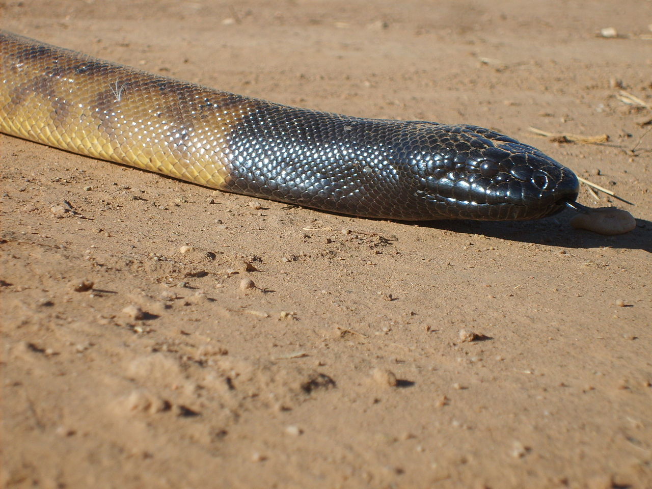 Aspidites melanocephalus