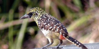 Barbetul lui d’Arnaud (Trachyphonus darnaudii) își face cuibul in pământ