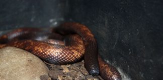 Boa Calabar de pământ (Calabaria reinhardtii), un șarpe des întâlnit