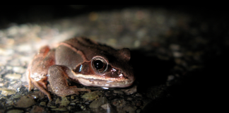 Broasca de pădure (Rana sylvatica) supraviețuiește în Alaska