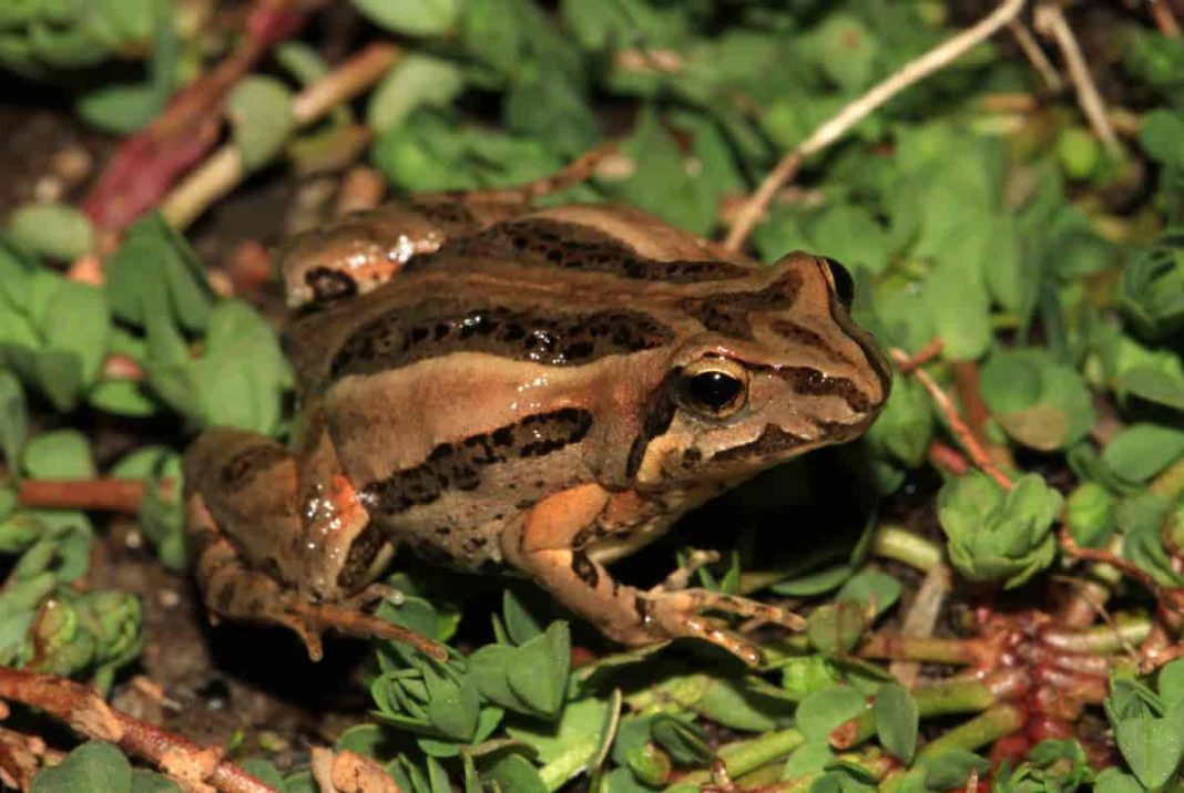 Broasca-ornitorinc – Rheobatrachus silus își clocește ouăle în stomac