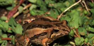 Broasca-ornitorinc – Rheobatrachus silus își clocește ouăle în stomac