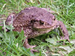 Broasca râioasă brună (Bufo bufo), unul dintre cei mai comuni amfibieni