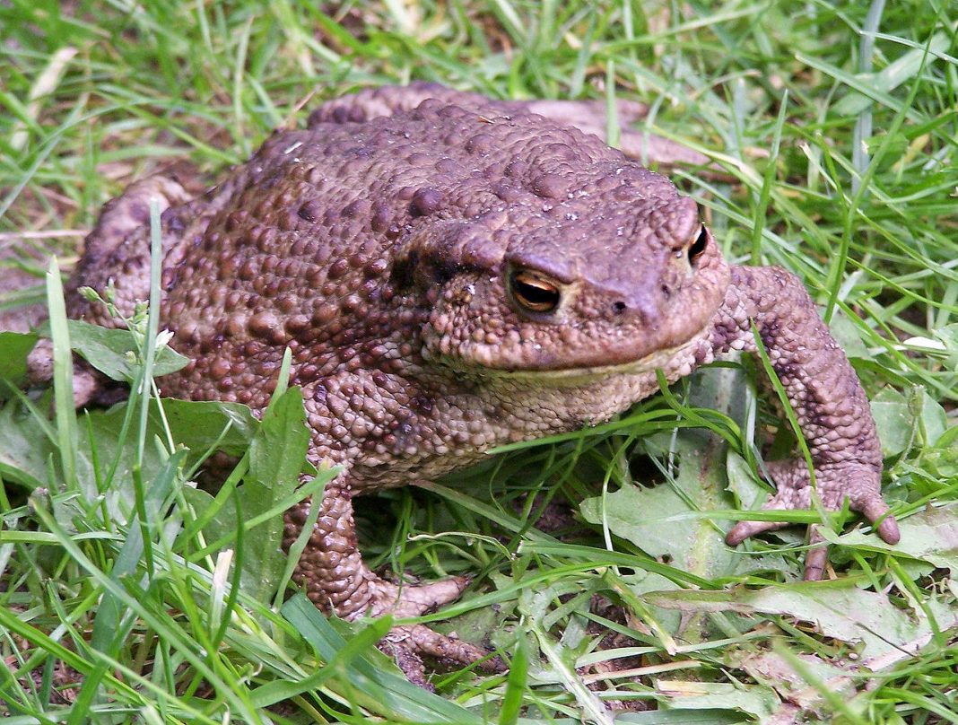 Broasca râioasă brună (Bufo bufo), unul dintre cei mai comuni amfibieni