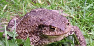 Broasca râioasă brună (Bufo bufo), unul dintre cei mai comuni amfibieni