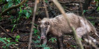 Bursucul-porc (Arctonyx collaris), un mamifer carnivor