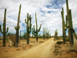 Cactusi