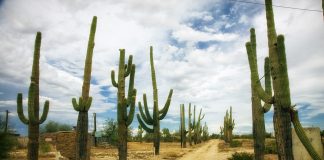 Cactusi