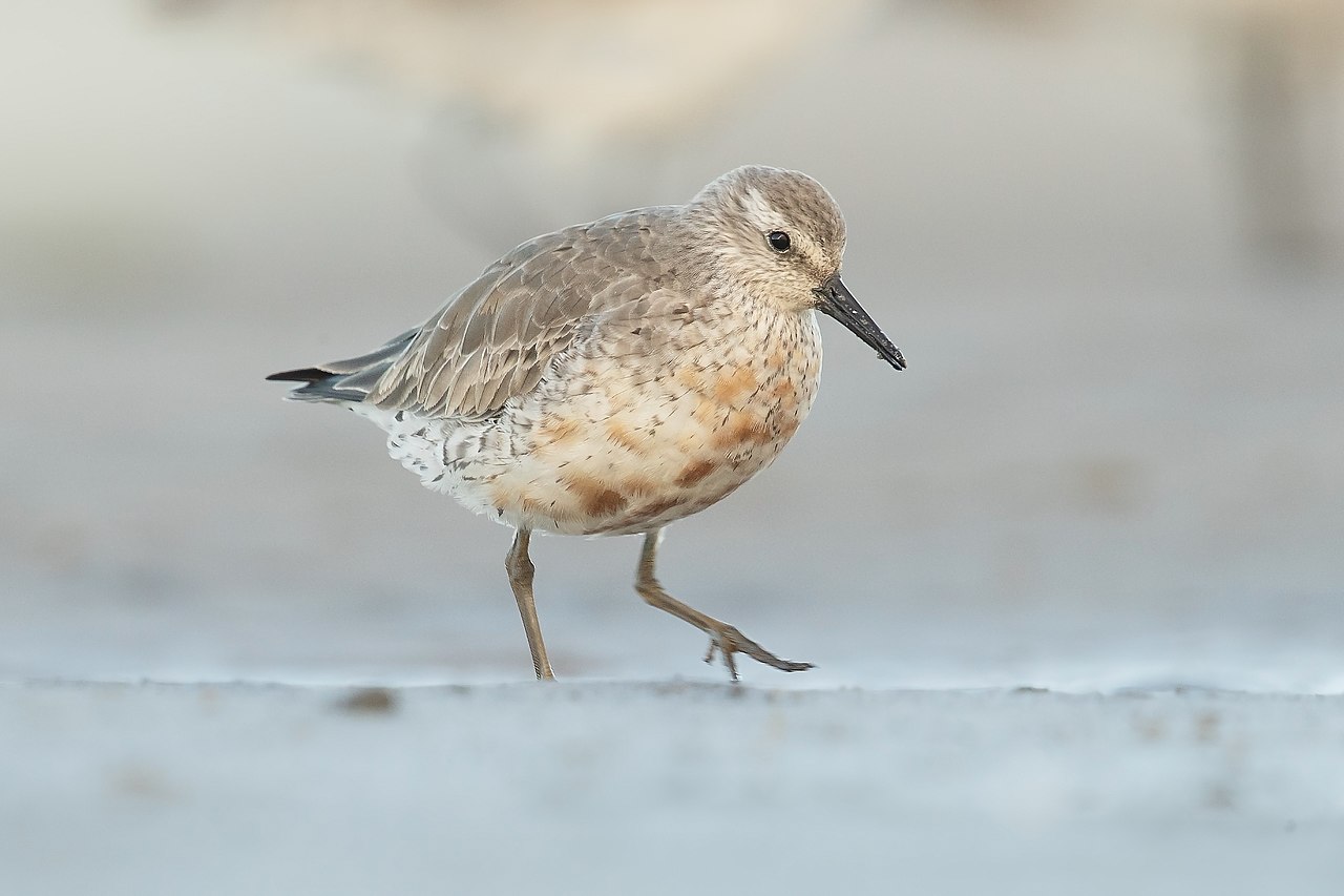 Calidris canutus