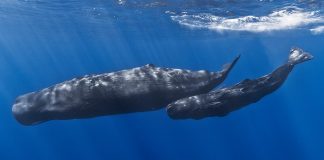 Cașalotul (Physeter catodon), cel mai mare cetaceu carnivor din lume