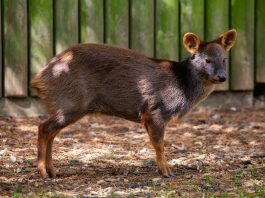 Cerbul chilian (Pudu pudu), cel mai mic cerb din lume