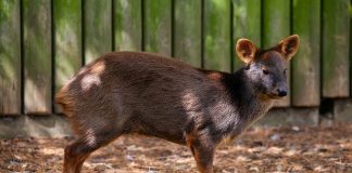 Cerbul chilian (Pudu pudu), cel mai mic cerb din lume