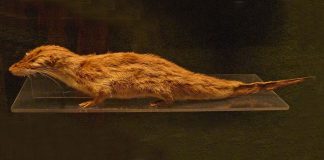 Chitcanul-vidră uriaș (Potamogale velox), un înotător foarte bun