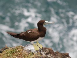 Corbul de mare brun (Sula leucogaster), o pasăre din regiunile tropicale