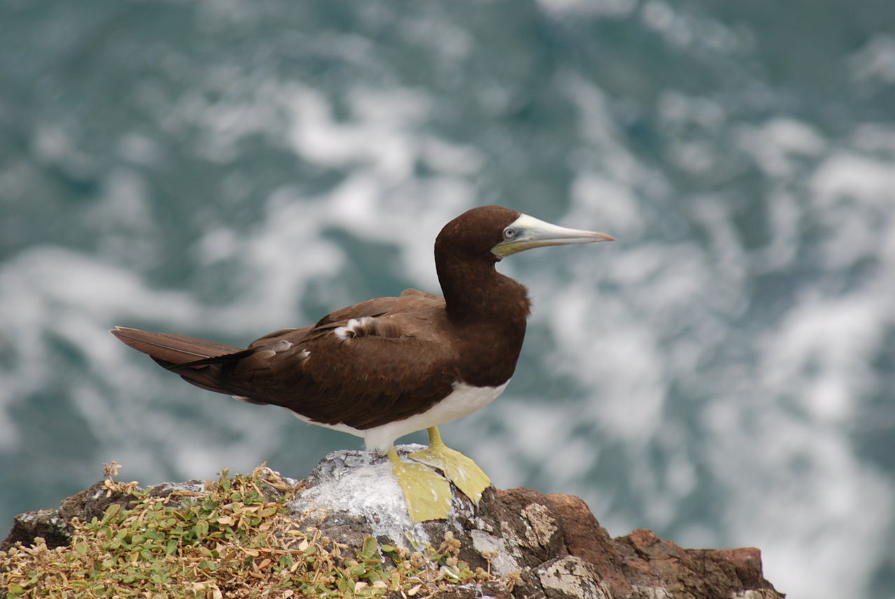 Corbul de mare brun (Sula leucogaster), o pasăre din regiunile tropicale