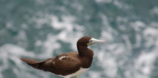 Corbul de mare brun (Sula leucogaster), o pasăre din regiunile tropicale
