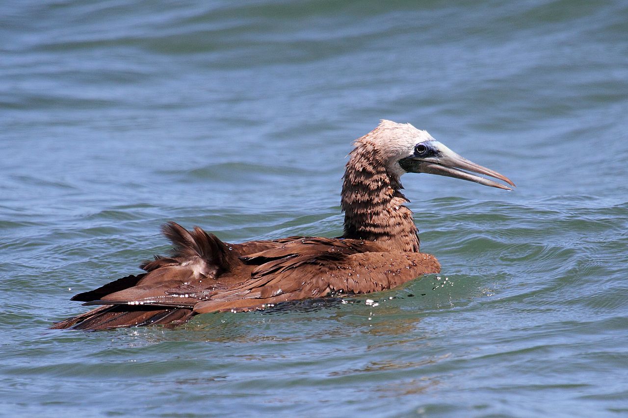 Corbul de mare brun