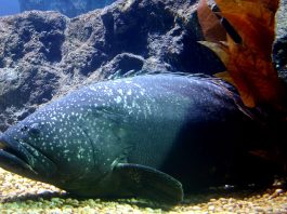 Epinefelul gigant (Epinephelus lanceolatus), un biban de 2,5 m