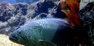 Epinefelul gigant (Epinephelus lanceolatus), un biban de 2,5 m