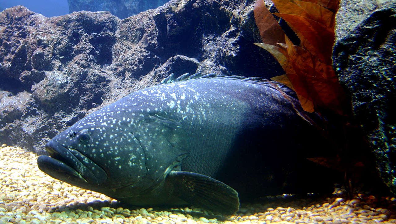 Epinefelul gigant (Epinephelus lanceolatus), un biban de 2,5 m