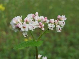 Fagopyrum esculentum