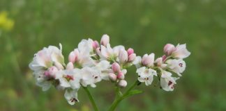 Fagopyrum esculentum