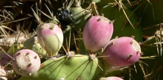 Fructele cactusilor1