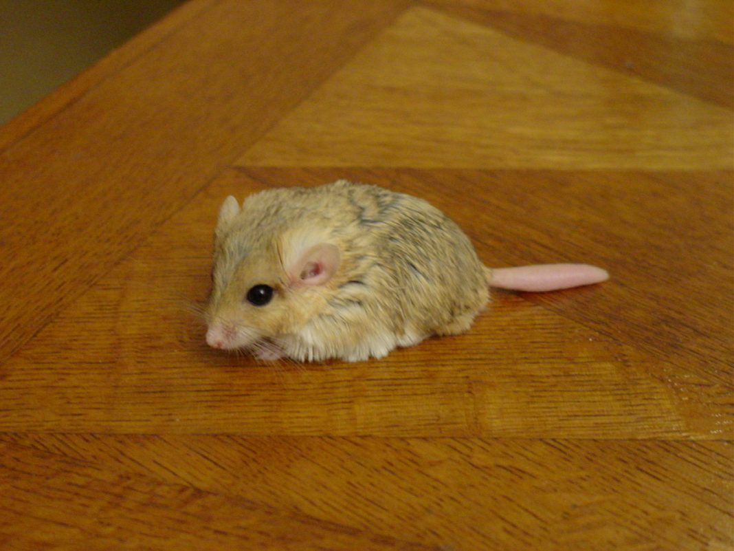 Gerbilul cu coada groasă (Pachyuromys duprasi), o rozătoare ce se aseamănă cu un hamster Gerbilul cu coada groasă (Pachyuromys duprasi), o rozătoare ce se aseamănă cu un hamster