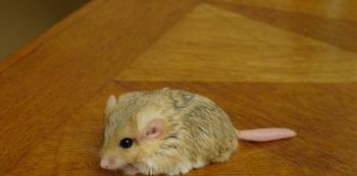 Gerbilul cu coada groasă (Pachyuromys duprasi), o rozătoare ce se aseamănă cu un hamster